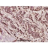 Anti-TMS1 (E13) Antibody from Bioworld Technology (BS2215) - Antibodies.com