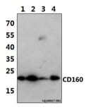 Anti-CD160 (T45) Antibody from Bioworld Technology (BS2217) - Antibodies.com