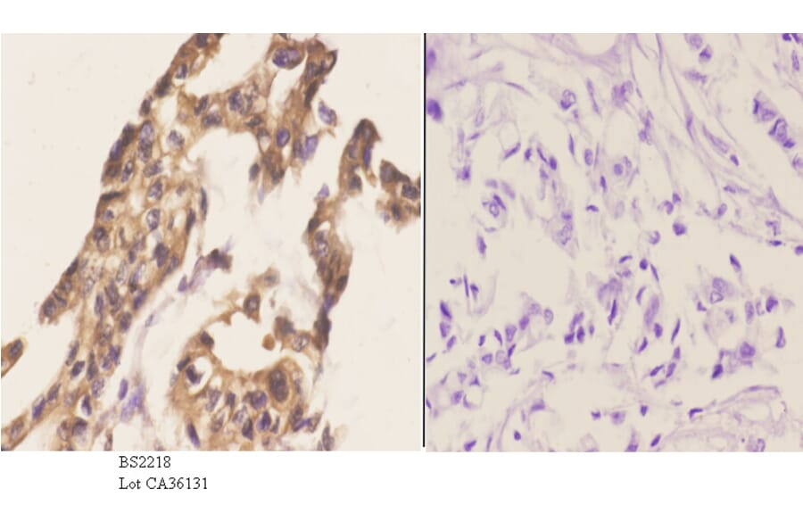 Anti-Cables1 (K588) Antibody from Bioworld Technology (BS2218) - Antibodies.com
