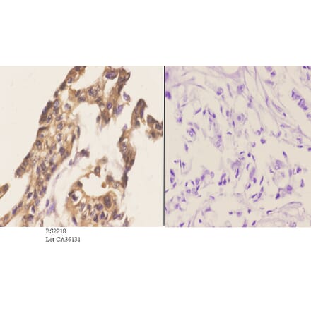 Anti-Cables1 (K588) Antibody from Bioworld Technology (BS2218) - Antibodies.com