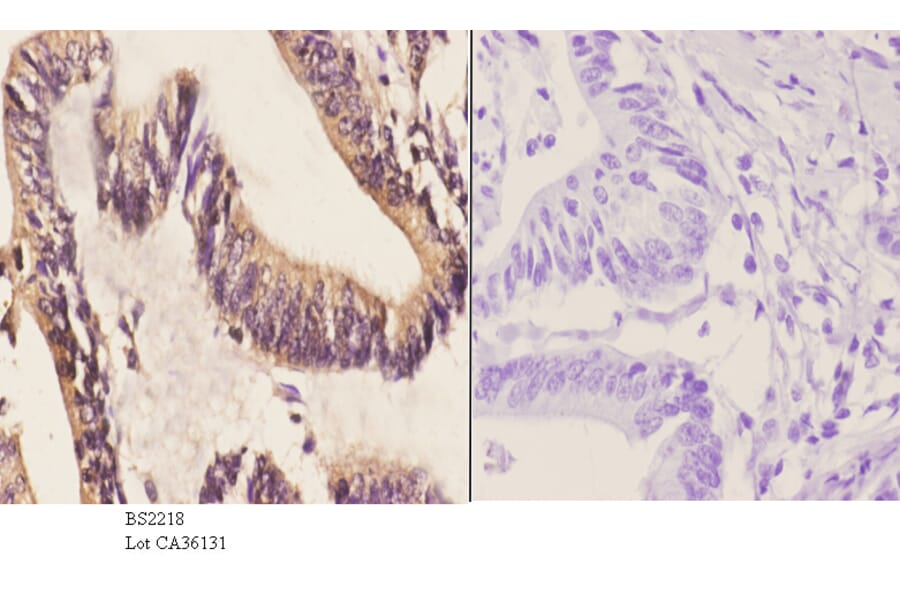 Anti-Cables1 (K588) Antibody from Bioworld Technology (BS2218) - Antibodies.com