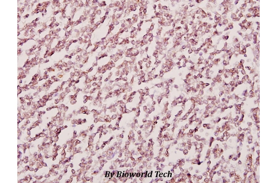 Anti-CDH13 (M352) Antibody from Bioworld Technology (BS2219) - Antibodies.com