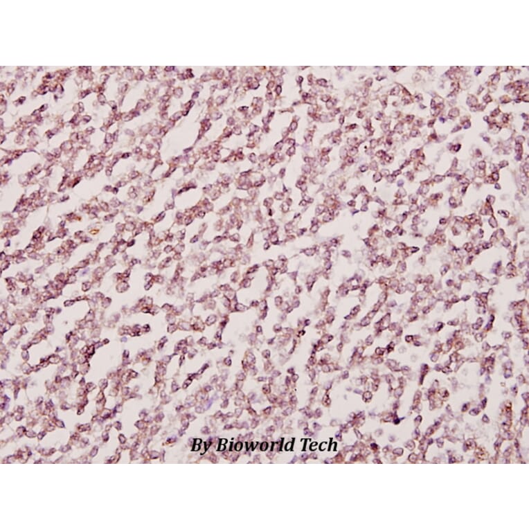 Anti-CDH13 (M352) Antibody from Bioworld Technology (BS2219) - Antibodies.com