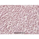 Anti-CDH13 (M352) Antibody from Bioworld Technology (BS2219) - Antibodies.com