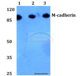 Anti-M-cadherin (A108) Antibody from Bioworld Technology (BS2220) - Antibodies.com