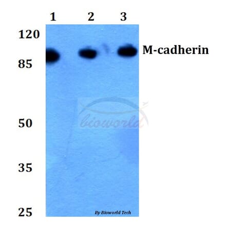 Anti-M-cadherin (A108) Antibody from Bioworld Technology (BS2220) - Antibodies.com