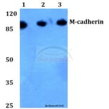 Anti-M-cadherin (A108) Antibody from Bioworld Technology (BS2220) - Antibodies.com