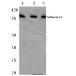 Anti-Cadherin-16 (M810) Antibody from Bioworld Technology (BS2221) - Antibodies.com