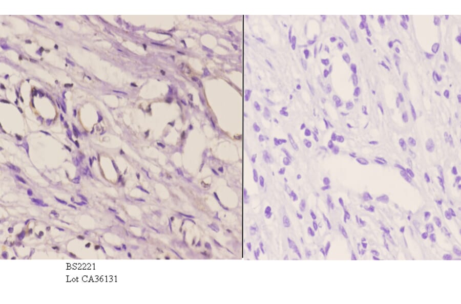 Anti-Cadherin-16 (M810) Antibody from Bioworld Technology (BS2221) - Antibodies.com