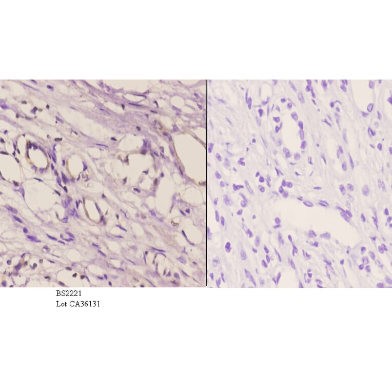 Anti-Cadherin-16 (M810) Antibody from Bioworld Technology (BS2221) - Antibodies.com