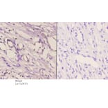 Anti-Cadherin-16 (M810) Antibody from Bioworld Technology (BS2221) - Antibodies.com