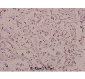 Anti-Cadherin-7 (R678) Antibody from Bioworld Technology (BS2225) - Antibodies.com