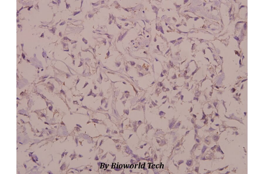 Anti-Cadherin-7 (R678) Antibody from Bioworld Technology (BS2225) - Antibodies.com