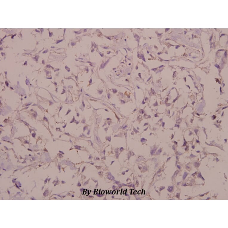 Anti-Cadherin-7 (R678) Antibody from Bioworld Technology (BS2225) - Antibodies.com