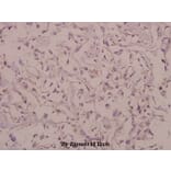 Anti-Cadherin-7 (R678) Antibody from Bioworld Technology (BS2225) - Antibodies.com