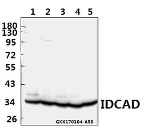 Anti-ICAD (Q177) Antibody from Bioworld Technology (BS2229) - Antibodies.com