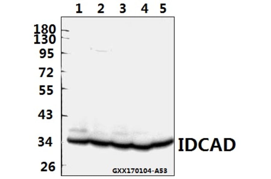 Anti-ICAD (Q177) Antibody from Bioworld Technology (BS2229) - Antibodies.com