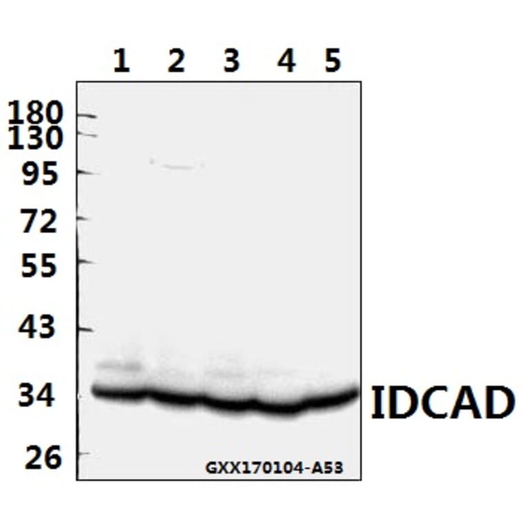 Anti-ICAD (Q177) Antibody from Bioworld Technology (BS2229) - Antibodies.com