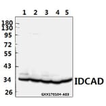 Anti-ICAD (Q177) Antibody from Bioworld Technology (BS2229) - Antibodies.com