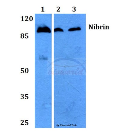 Anti-Nibrin (P461) Antibody from Bioworld Technology (BS2230) - Antibodies.com