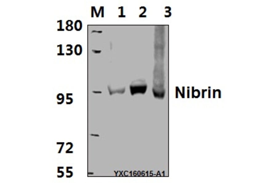 Anti-Nibrin (P461) Antibody from Bioworld Technology (BS2230) - Antibodies.com