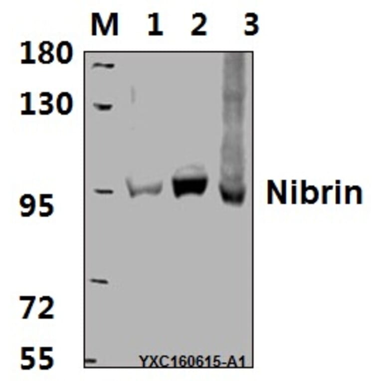 Anti-Nibrin (P461) Antibody from Bioworld Technology (BS2230) - Antibodies.com