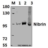 Anti-Nibrin (P461) Antibody from Bioworld Technology (BS2230) - Antibodies.com