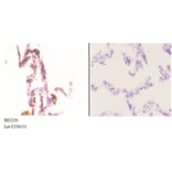 Anti-Nibrin (P461) Antibody from Bioworld Technology (BS2230) - Antibodies.com