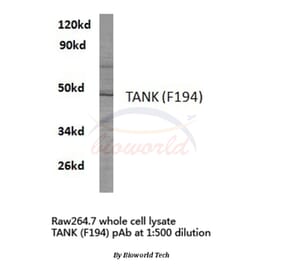 Anti-TANK (F194) Antibody from Bioworld Technology (BS2231) - Antibodies.com