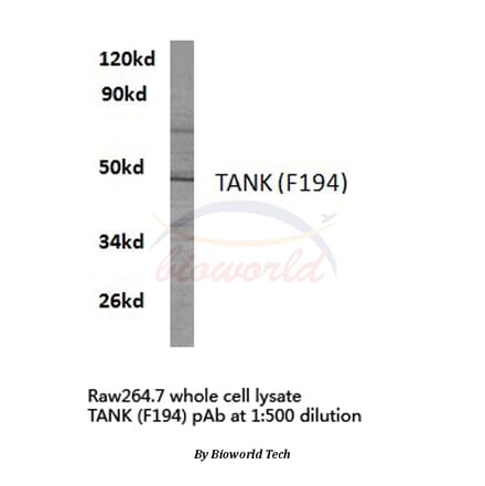 Anti-TANK (F194) Antibody from Bioworld Technology (BS2231) - Antibodies.com