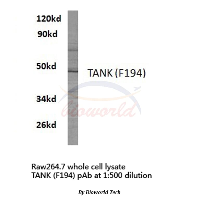 Anti-TANK (F194) Antibody from Bioworld Technology (BS2231) - Antibodies.com