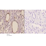 Anti-TANK (F194) Antibody from Bioworld Technology (BS2231) - Antibodies.com