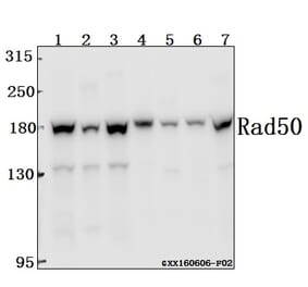 Anti-Rad50 (A708) Antibody from Bioworld Technology (BS2232) - Antibodies.com