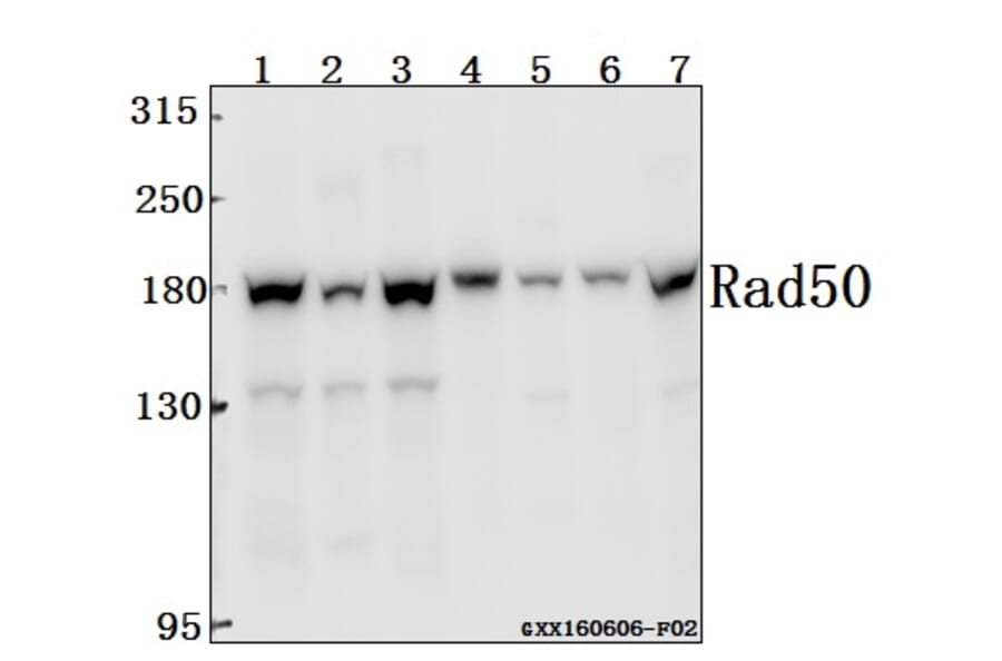 Anti-Rad50 (A708) Antibody from Bioworld Technology (BS2232) - Antibodies.com