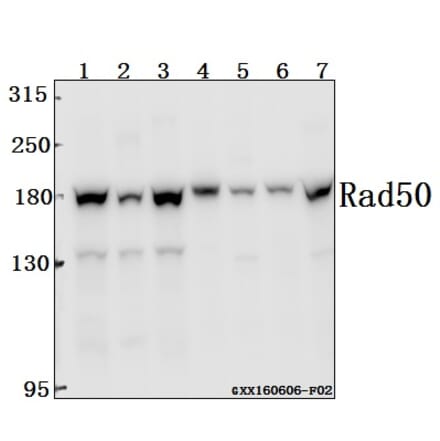 Anti-Rad50 (A708) Antibody from Bioworld Technology (BS2232) - Antibodies.com