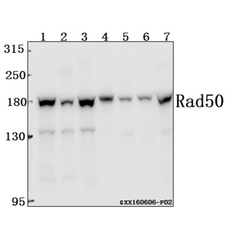 Anti-Rad50 (A708) Antibody from Bioworld Technology (BS2232) - Antibodies.com