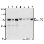 Anti-Rad50 (A708) Antibody from Bioworld Technology (BS2232) - Antibodies.com