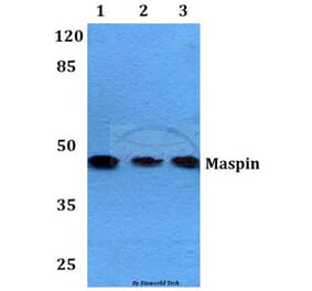 Anti-Maspin (T118) Antibody from Bioworld Technology (BS2233) - Antibodies.com