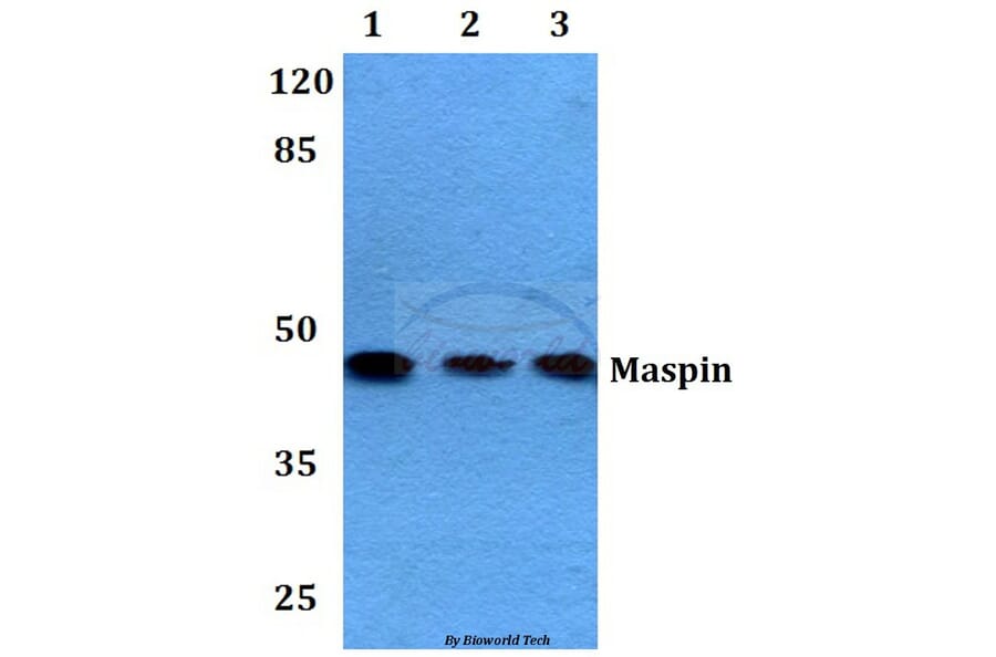 Anti-Maspin (T118) Antibody from Bioworld Technology (BS2233) - Antibodies.com