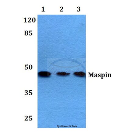 Anti-Maspin (T118) Antibody from Bioworld Technology (BS2233) - Antibodies.com