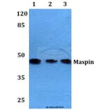 Anti-Maspin (T118) Antibody from Bioworld Technology (BS2233) - Antibodies.com