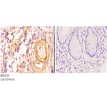 Anti-Maspin (T118) Antibody from Bioworld Technology (BS2233) - Antibodies.com