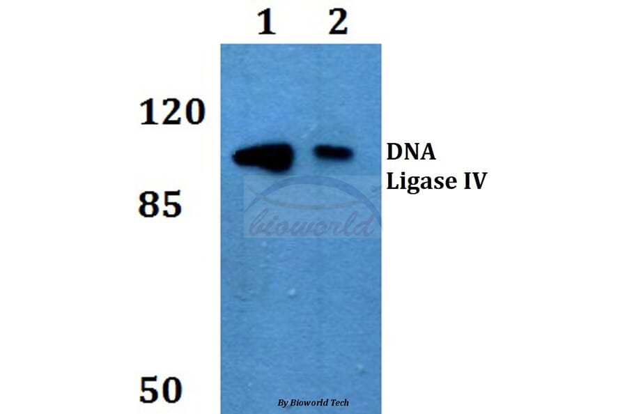 Anti-DNA Ligase IV (G619) Antibody from Bioworld Technology (BS2234) - Antibodies.com