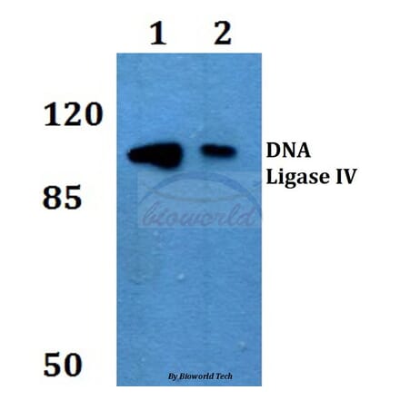 Anti-DNA Ligase IV (G619) Antibody from Bioworld Technology (BS2234) - Antibodies.com