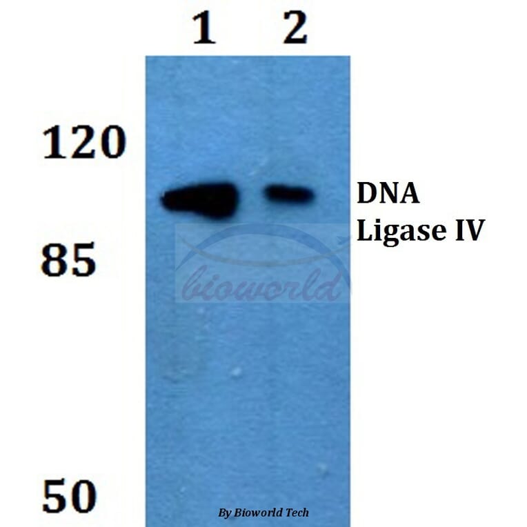 Anti-DNA Ligase IV (G619) Antibody from Bioworld Technology (BS2234) - Antibodies.com