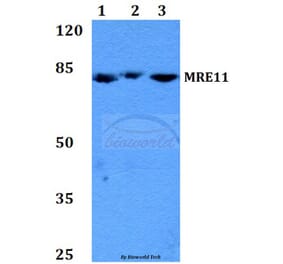Anti-MRE11 (Q459) Antibody from Bioworld Technology (BS2235) - Antibodies.com