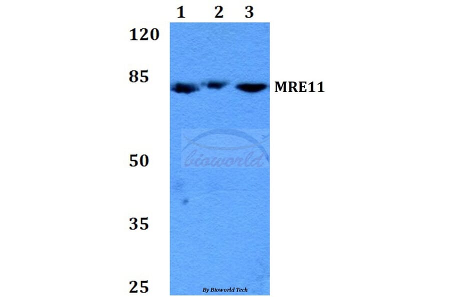 Anti-MRE11 (Q459) Antibody from Bioworld Technology (BS2235) - Antibodies.com