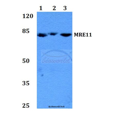 Anti-MRE11 (Q459) Antibody from Bioworld Technology (BS2235) - Antibodies.com