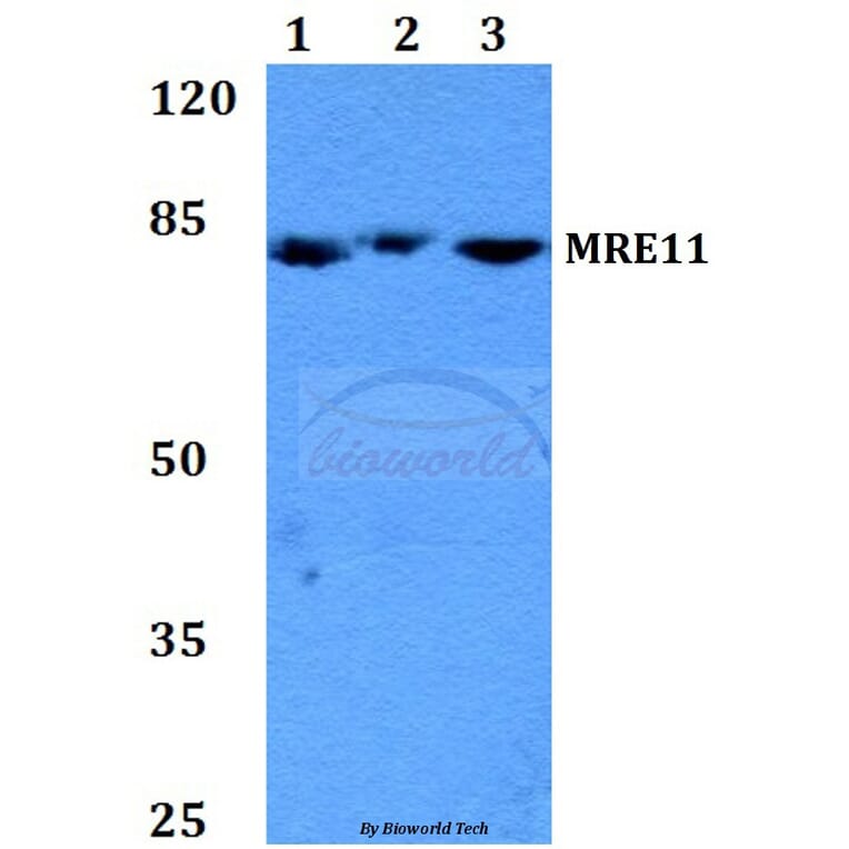 Anti-MRE11 (Q459) Antibody from Bioworld Technology (BS2235) - Antibodies.com