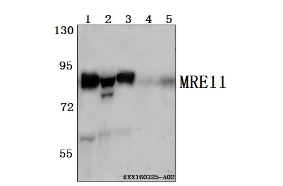 Anti-MRE11 (Q459) Antibody from Bioworld Technology (BS2235) - Antibodies.com